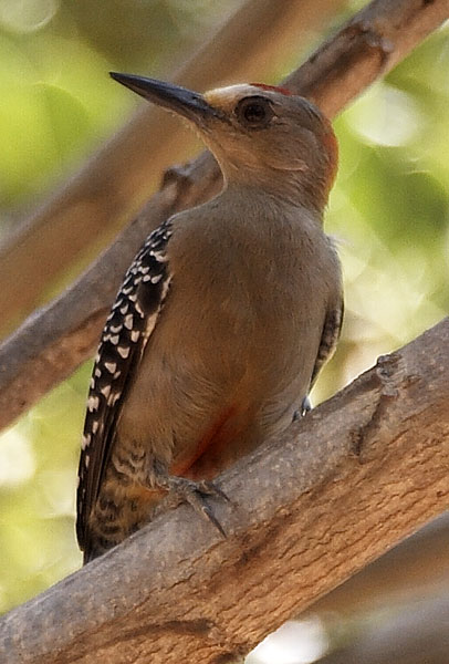 [Red-crowned Woodpecker]