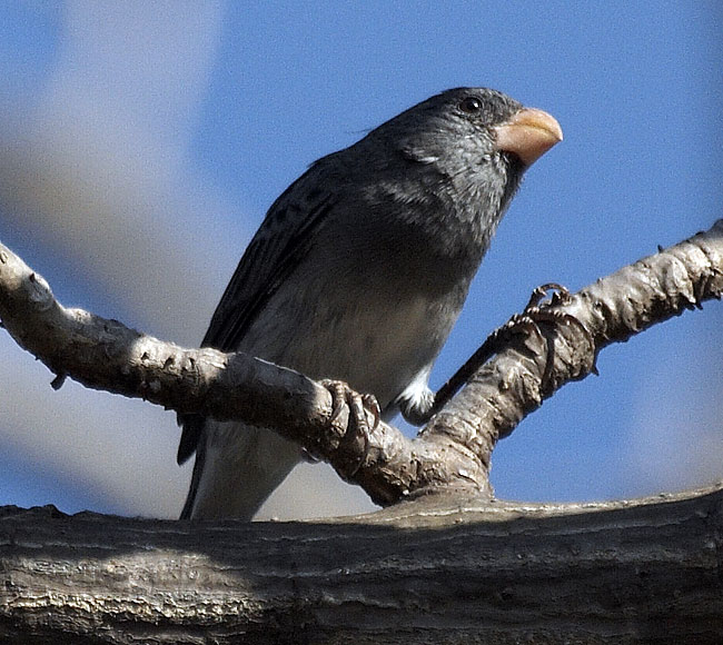 [Gray Seedeater]