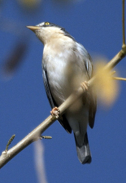 [Hooded Tanager]