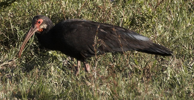 [Sharp-tailed Ibis]