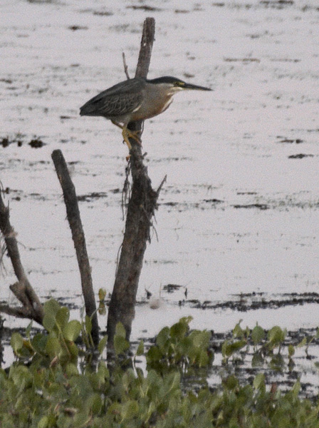 [Striated Heron]