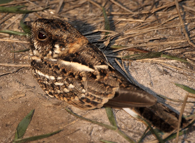 [White-tailed Nightjar]