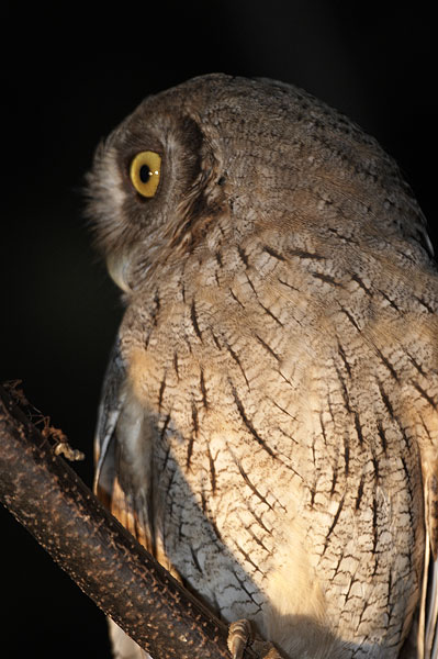 [Tropical Screech-Owl]