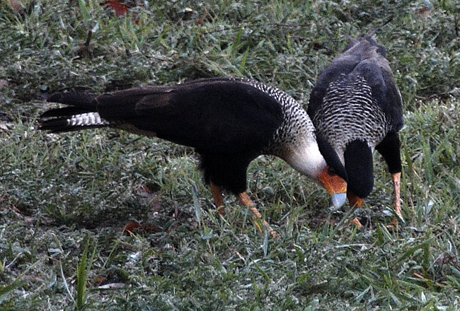 [Crested Caracara]