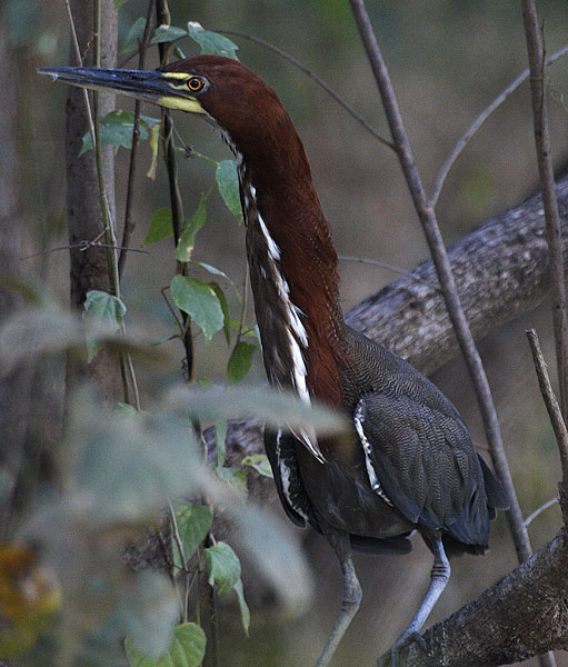 [Rufescent Tiger-Heron]