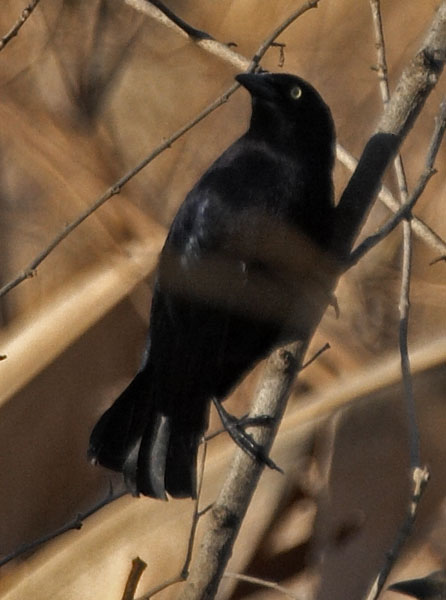 [Carib Grackle]