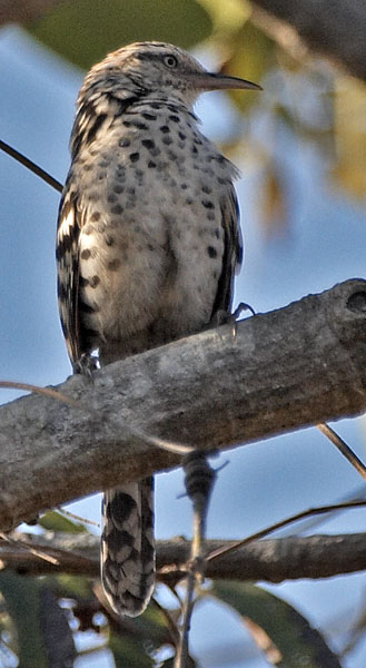 [Stripe-backed Wren]