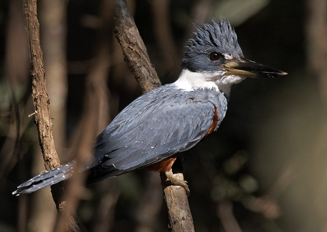 [Ringed Kingfisher]