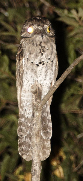 [Common Potoo]