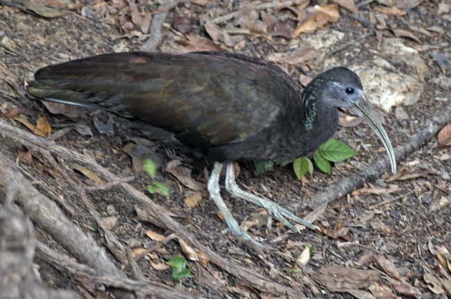 [Green Ibis]