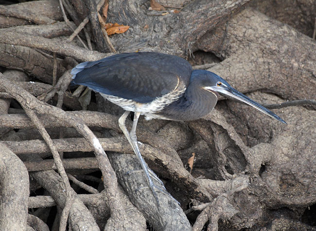 [Agami Heron]