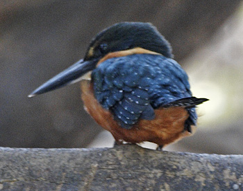 [Green-and-rufous Kingfisher]