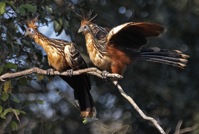 [Hoatzin]