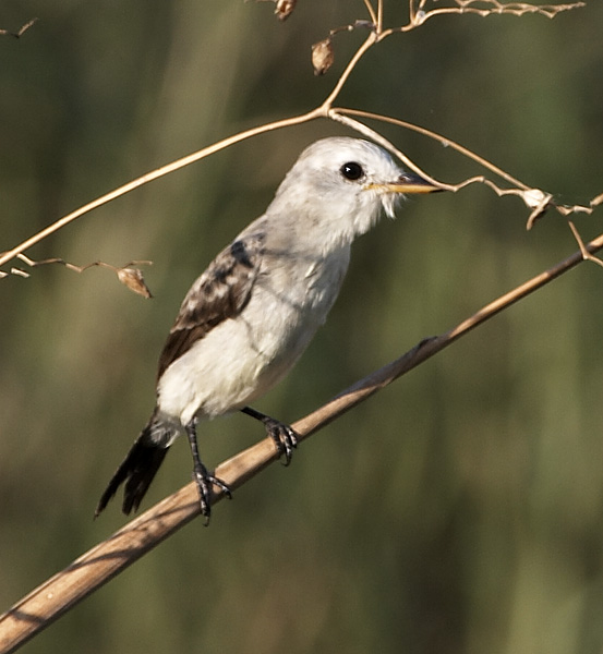 [White-headed Marsh-Tyrant]