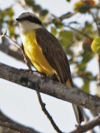 [White-bearded Flycatcher]