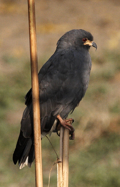 [Snail Kite]