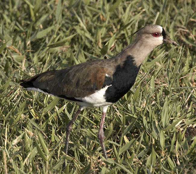 [Southern Lapwing]