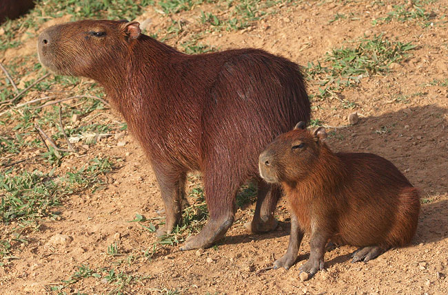 [Capybara]