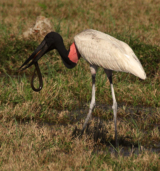 [Jabiru]