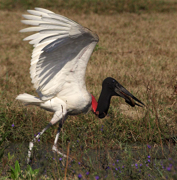 [Jabiru]