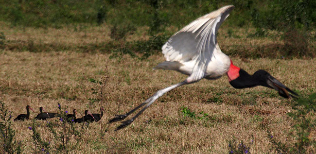 [Jabiru]