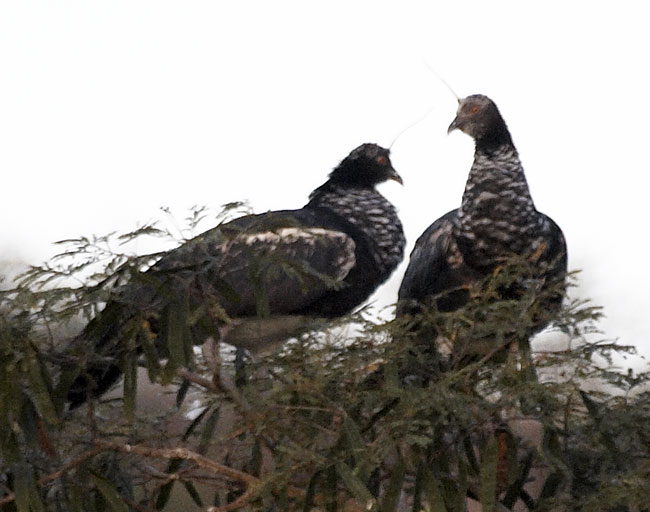 [Horned Screamer]