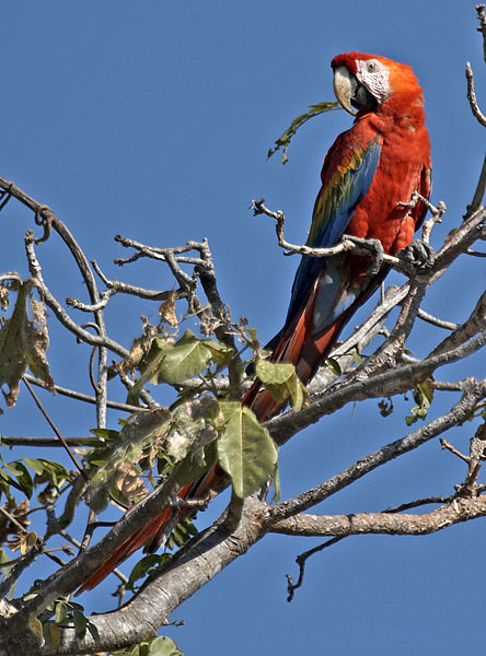 [Scarlet Macaw]