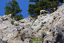 Bighorn Sheep