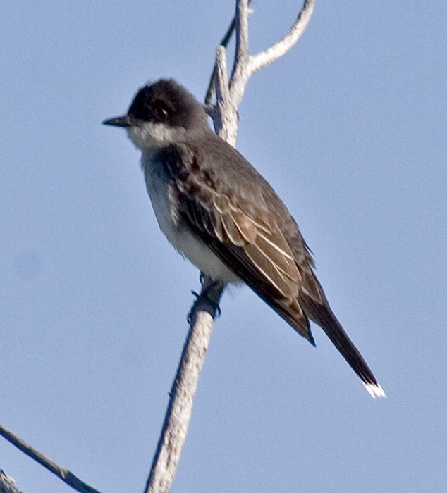 [Eastern Kingbird]