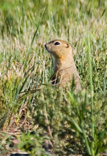 Richardson's Ground-Squirrel