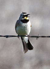 Horned Lark