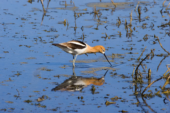 [American Avocet]