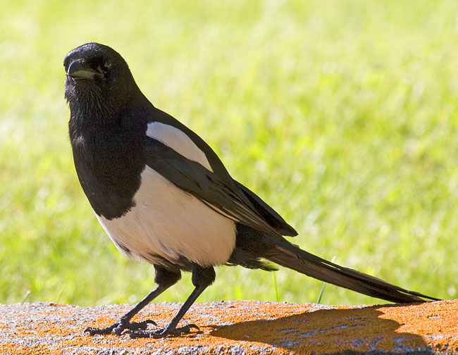 [Black-billed Magpie]