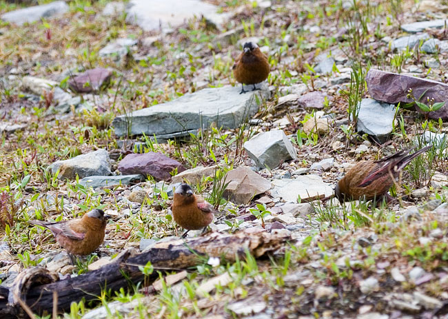 [Gray-crowned Rosy-Finches]