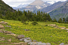 Lilies and Mountains