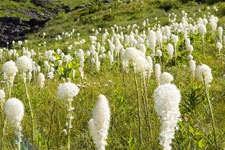 Beargrass