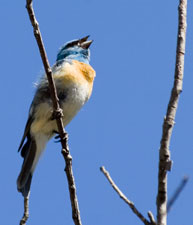 Lazuli Bunting