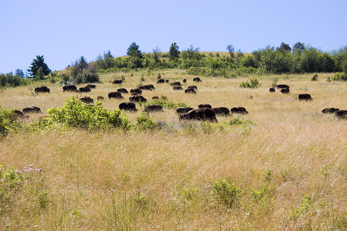 [Buffalo Herd]