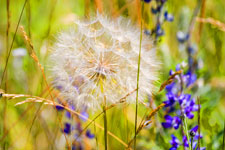 Giant Dandelion