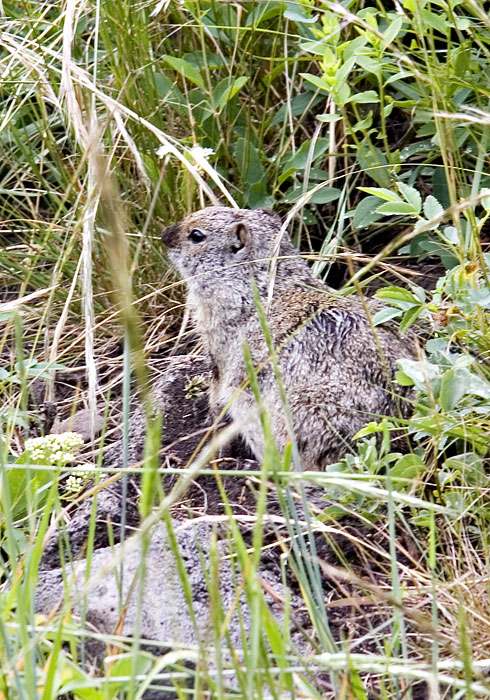 [Uinta Ground-Squirrel]