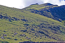 Fire Tower & Bighorns