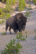 American Buffalo