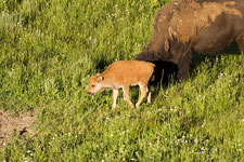 Buffalo Calf