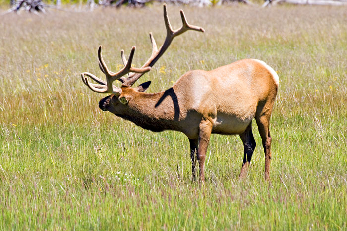 [Elk]