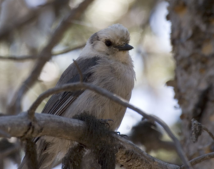 [Gray Jay]