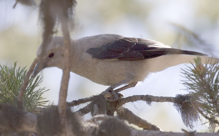 [Clark's Nutcracker]