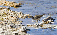 Spotted Sandpiper