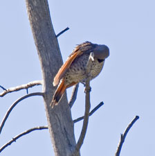 Northern Flicker