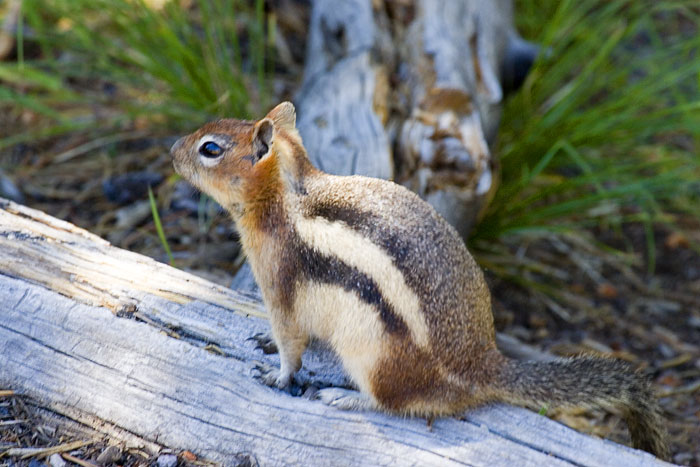 [Golden-mantled Ground-Squirrel]